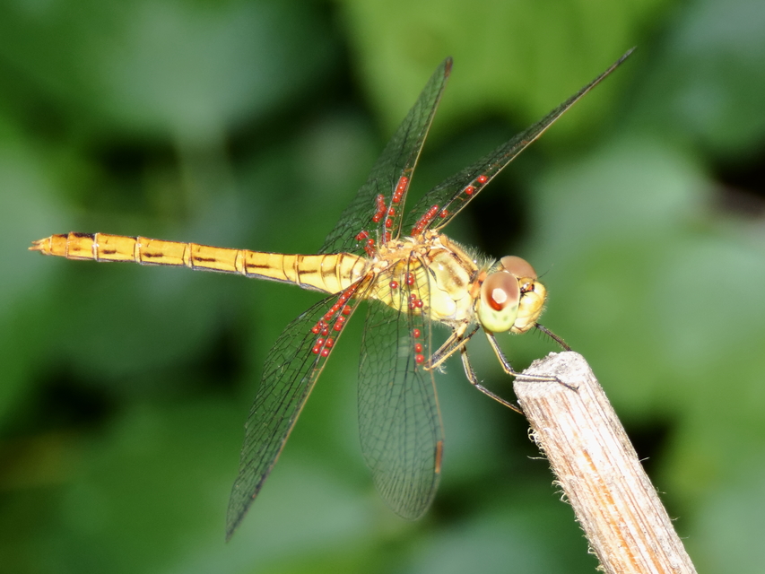 Sympetrum meridionale - fakó katona-szitakötő