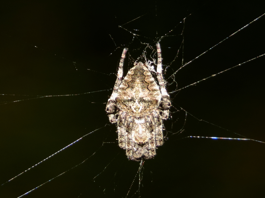 Araneus circe/angulatus