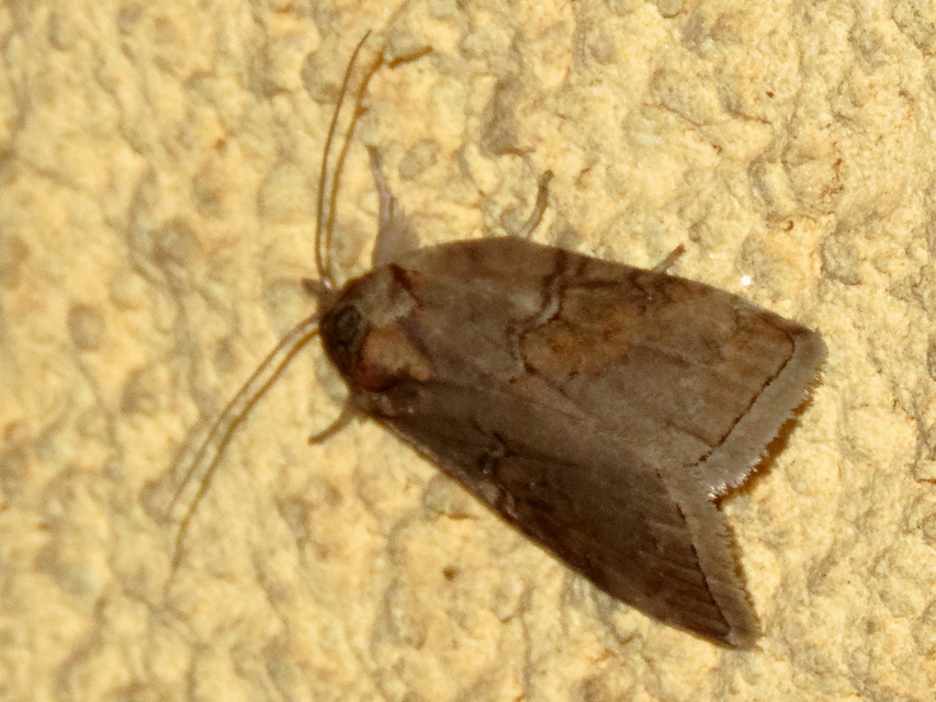 Nycteola asiatica - nyárfa-trapézbagoly