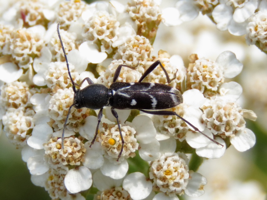 Chlorophorus sartor - feketevállú darázscincér