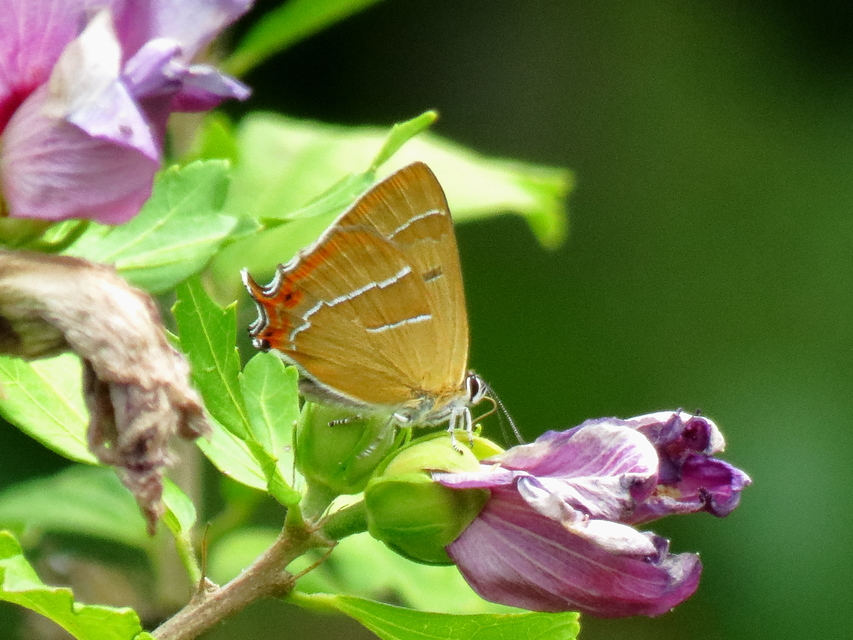 Thecla betulae - nyírfalepke