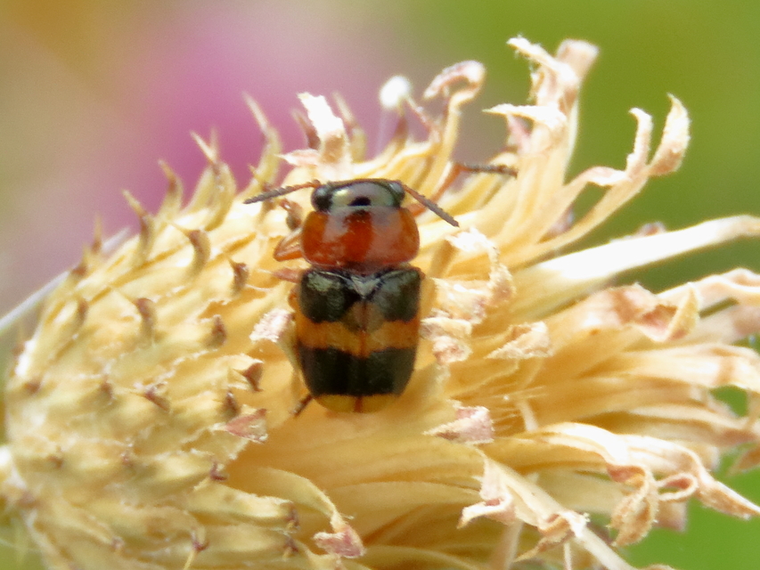 Coptocephala unifasciata - sárgalábú hullóbogár