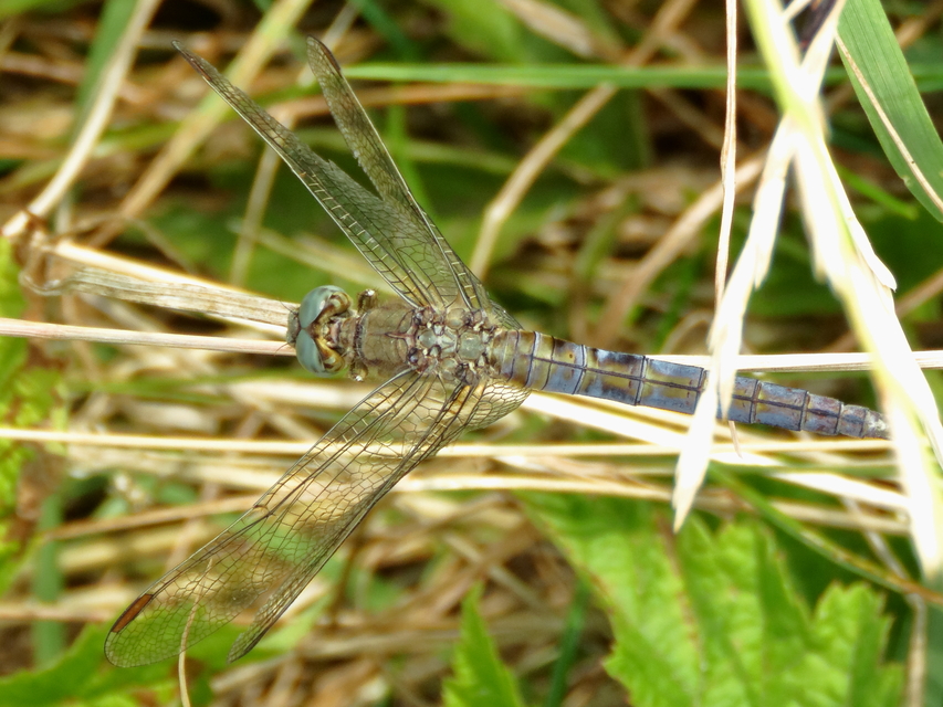 Orthetrum coerulescens - karcsú pásztorszitakötő