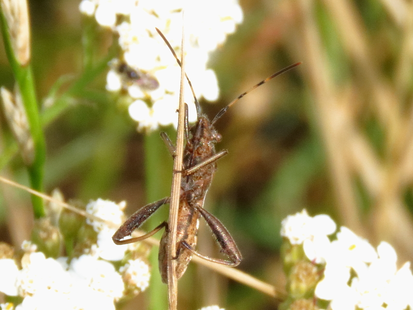Camptopus lateralis - görbelábú karimáspoloska