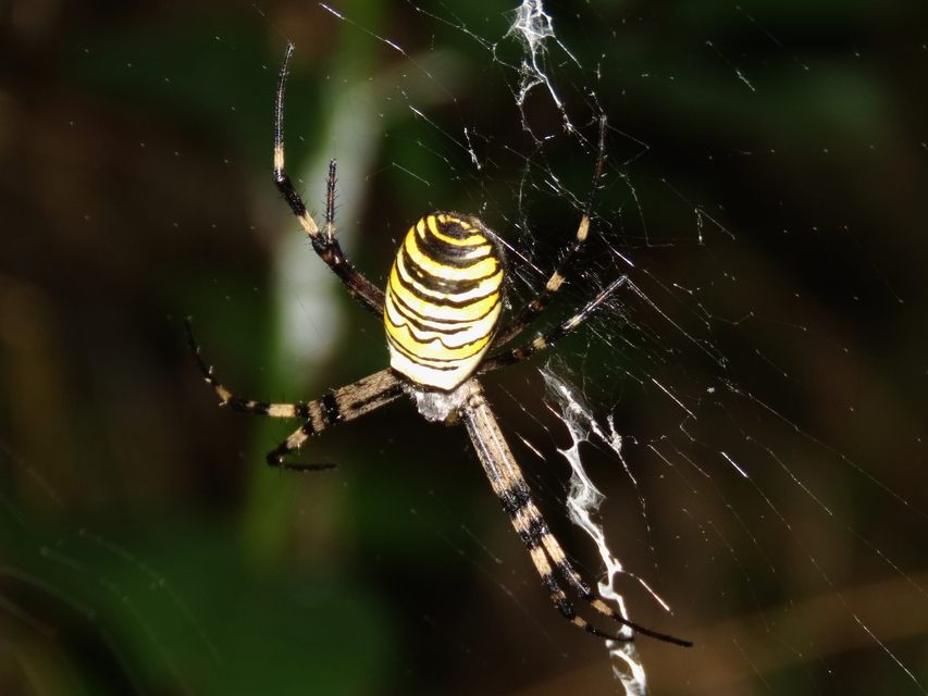 Argiope bruennichi - darázspók
