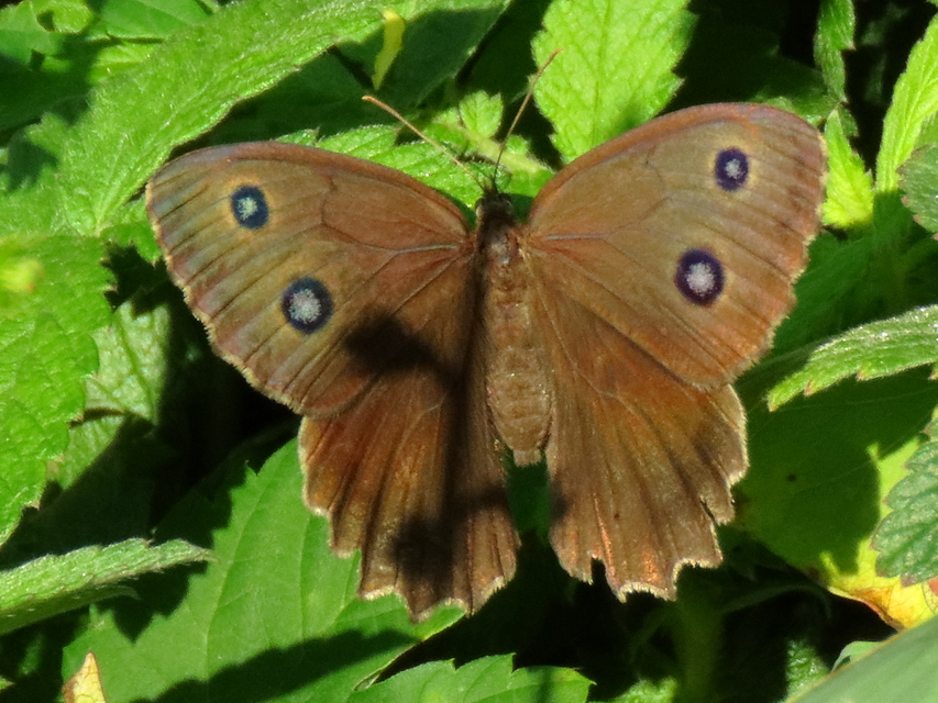 Minois dryas - fekete szemeslepke
