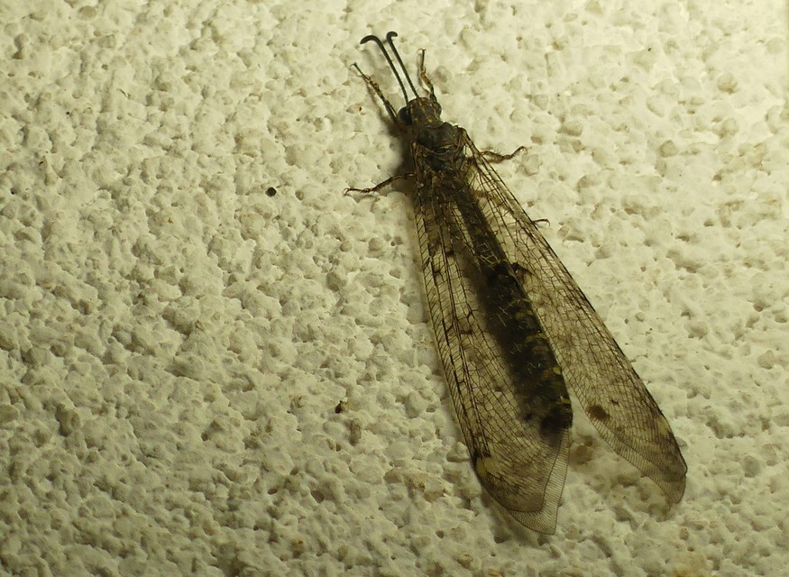 Distoleon tetragrammicus - négyfoltos hangyaleső