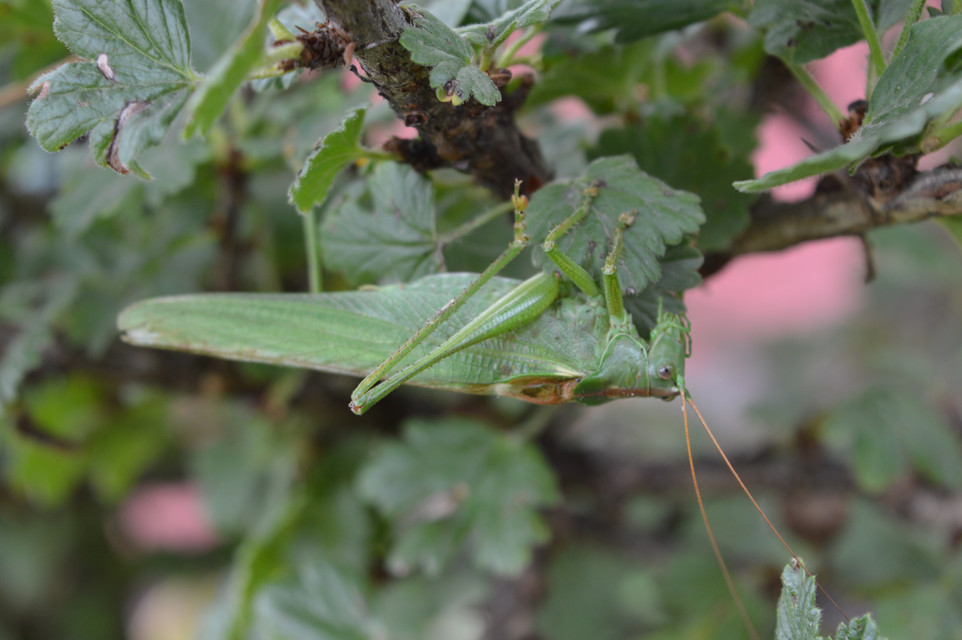 Tettigonia viridissima - zöld lombszöcske