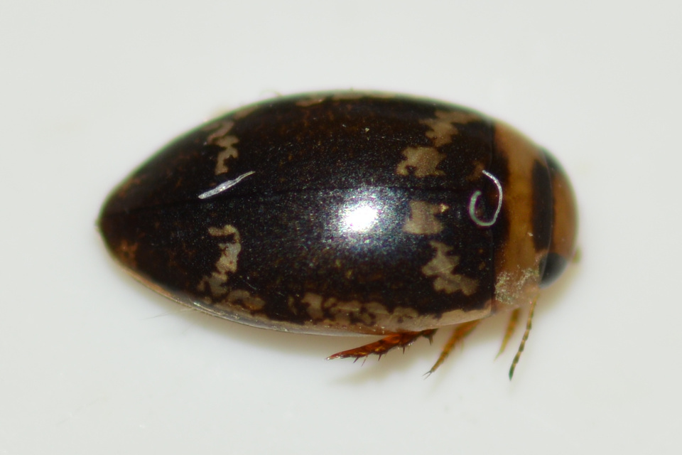 Laccophilus poecilus - tarka bukóbogár