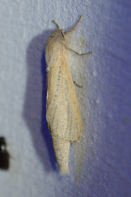 Phragmataecia castaneae - nádfúrólepke