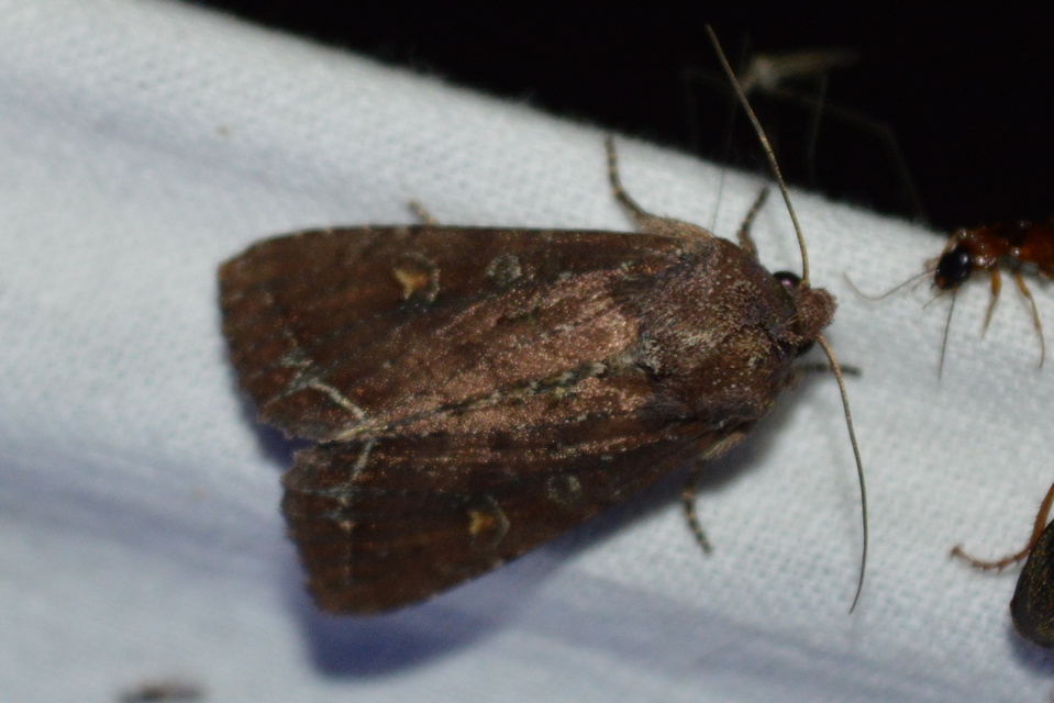 Lacanobia oleracea - saláta-kertibagoly