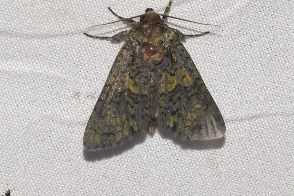 Craniophora ligustri - fagyalbagoly