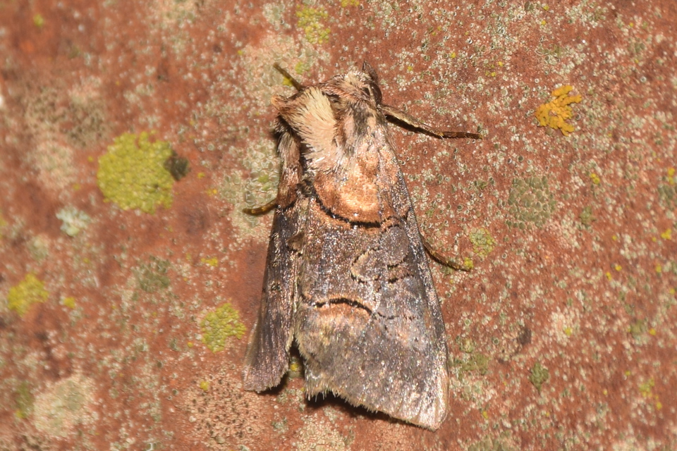 Abrostola triplasia - közönséges csalánbagoly
