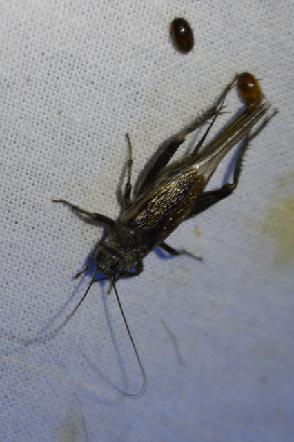 Eumodicogryllus bordigalensis - bordói tücsök