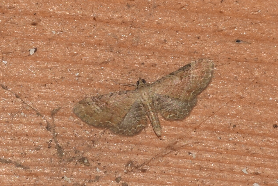 Eupithecia simpliciata - kerekszárnyú törpearaszoló