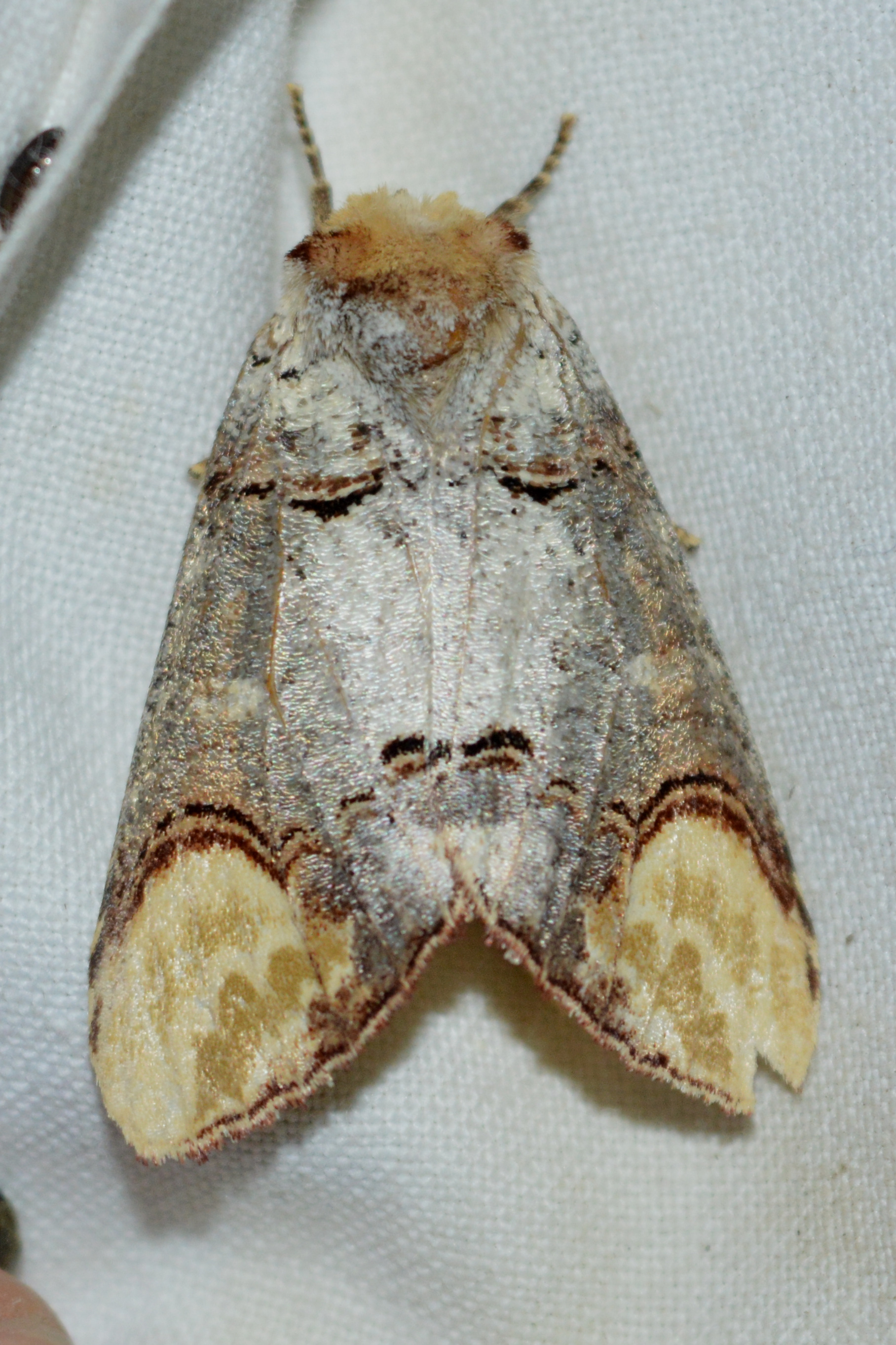 Phalera bucephala - sárgafoltos púposszövő