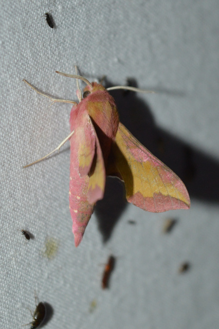 Deilephila porcellus - piros szender