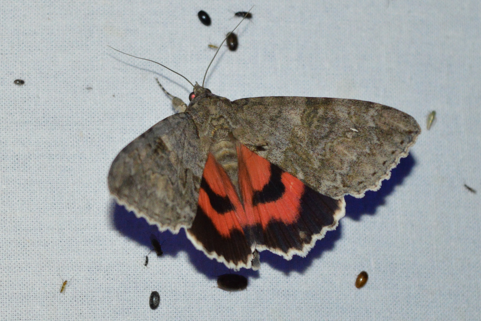 Catocala nupta - piros övesbagoly