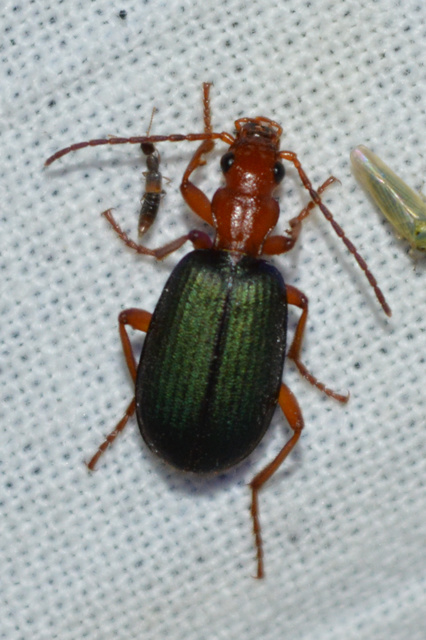 Brachinus