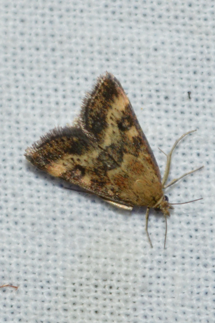 Pyrausta despicata - réti bíbormoly