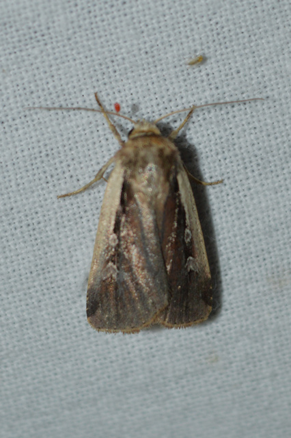 Ochropleura plecta - fehérszegélyű fűbagoly