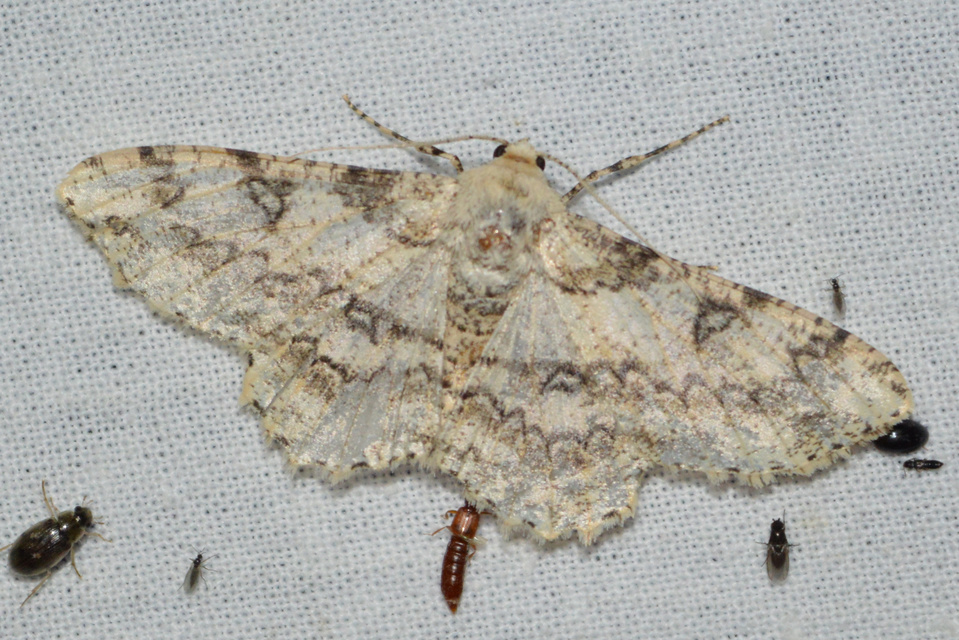 Ascotis selenaria - holdas faaraszoló