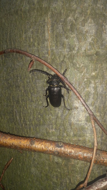 Prionus coriarius - csőszcincér