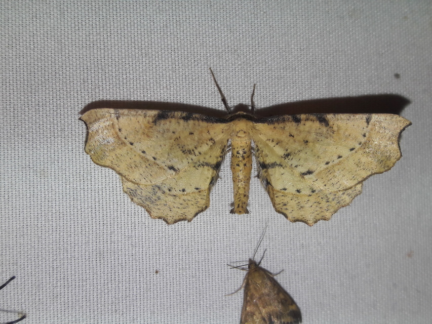 Artiora evonymaria - kecskerágó-araszoló