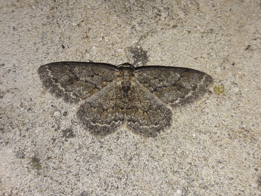Ectropis crepuscularia - avararaszoló