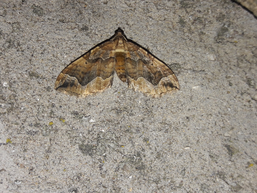Pelurga comitata - nagy tarkaaraszoló