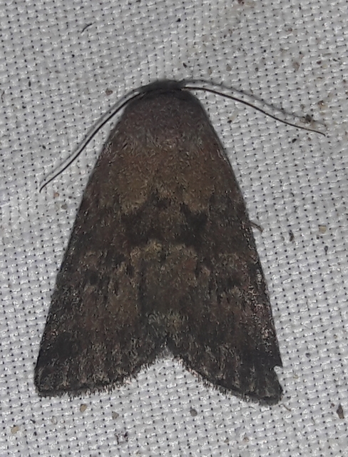 Acosmetia caliginosa - imolabagoly