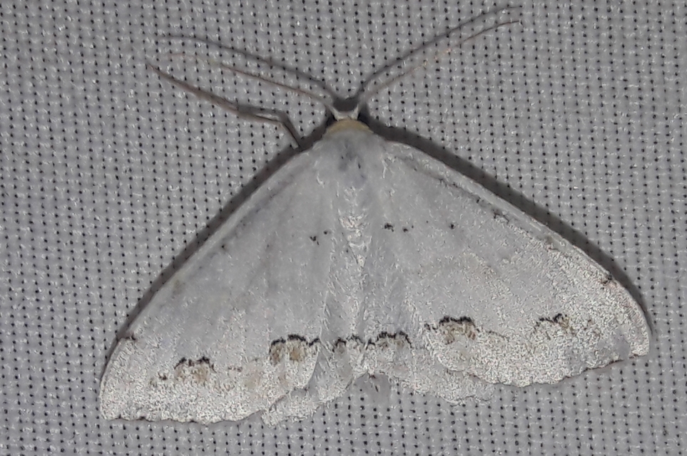 Scopula ornata - díszes fehéraraszoló
