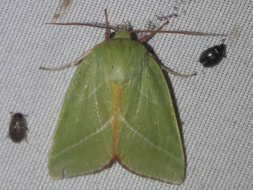 Pseudoips prasinana - bükkfa-zöldbagoly