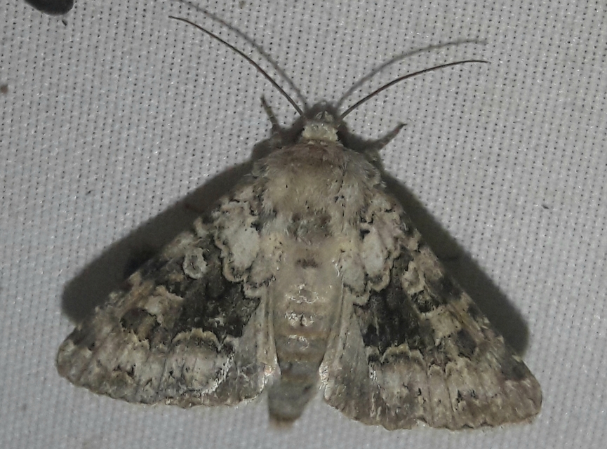 Hecatera bicolorata - világos kertibagoly