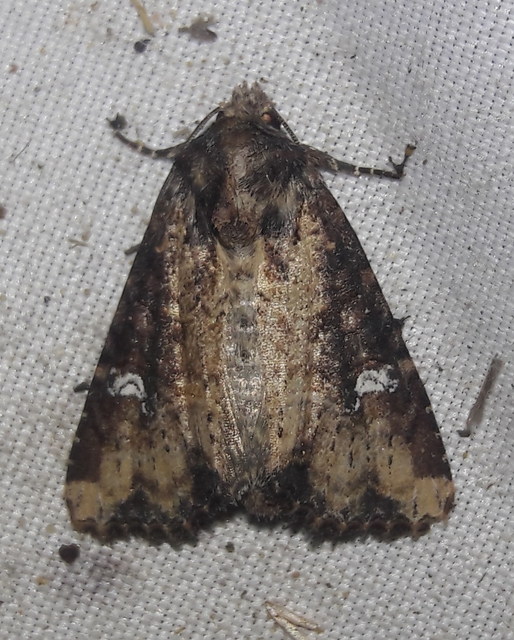 Mesapamea secalella/secalis