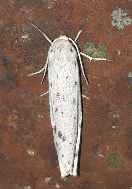 Coscinia cribraria - pettyes molyszövő