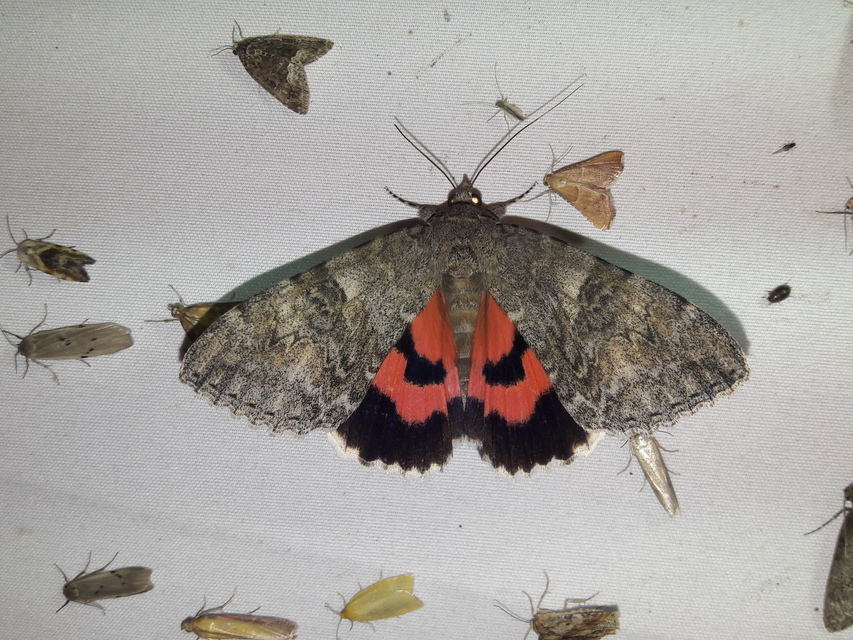 Catocala nupta - piros övesbagoly