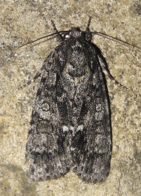 Acronicta rumicis - sóska-szigonyosbagoly