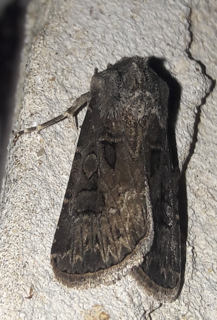 Agrotis bigramma - kétjegyű földibagoly
