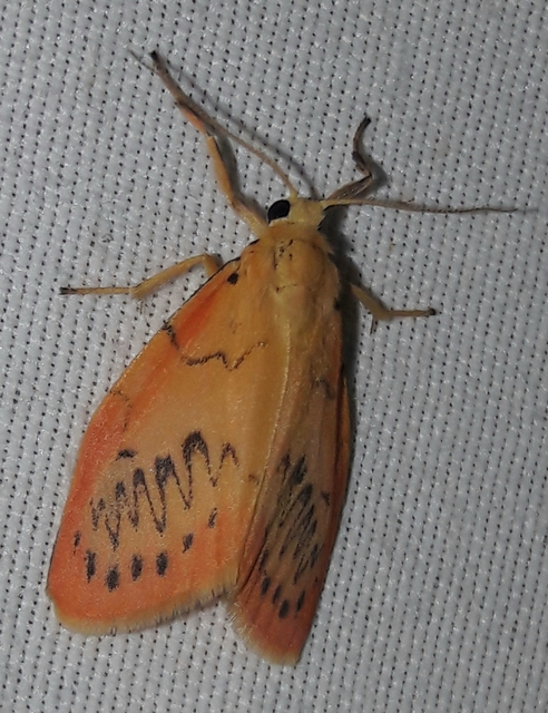Miltochrista miniata - piros medvelepke