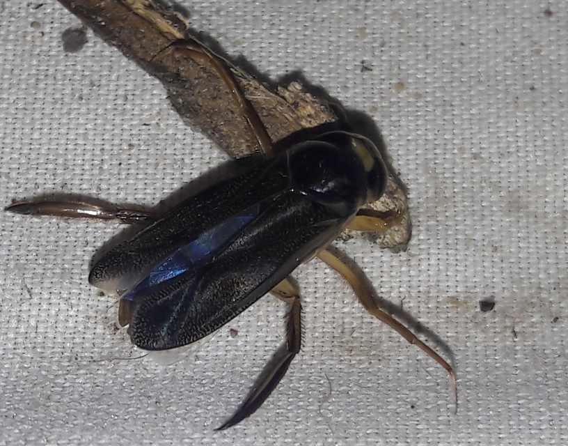 Corixidae - búvárpoloskák Corixidae - búvárpoloskák