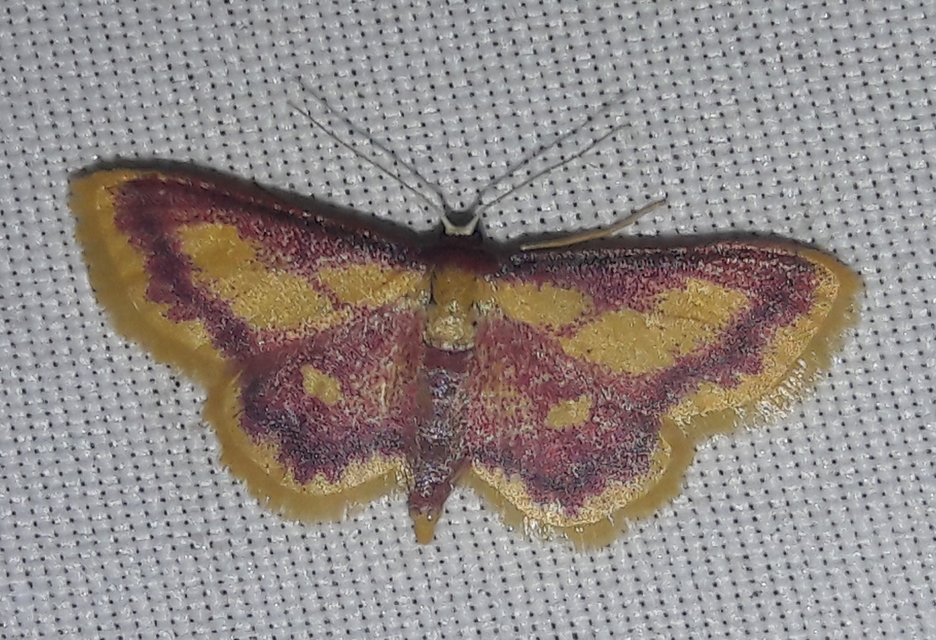 Idaea muricata - mocsári pirosaraszoló