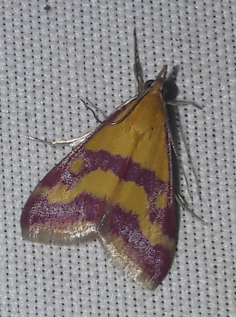 Pyrausta sanguinalis/virginalis