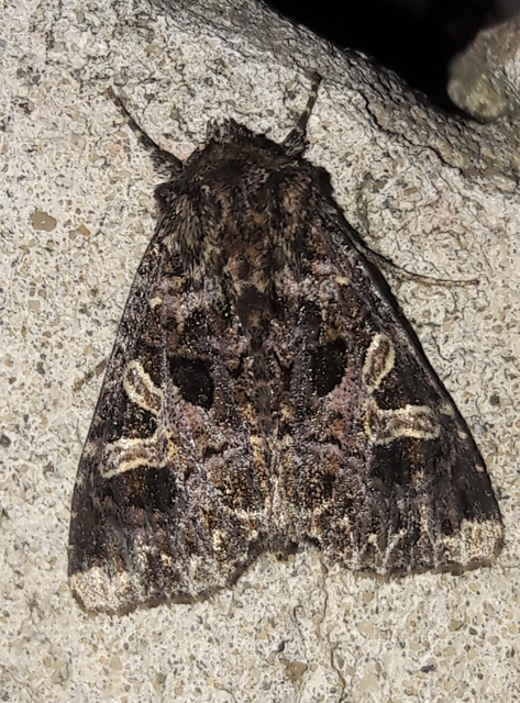 Sideridis rivularis - vörhenyes szegfűbagoly