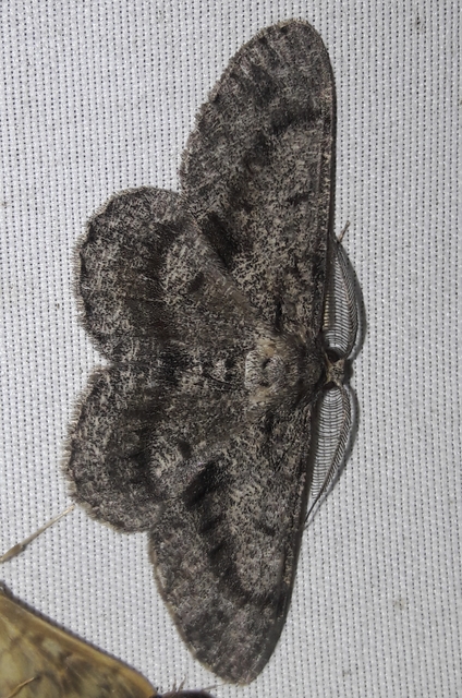 Hypomecis roboraria - nagy tölgyfaaraszoló