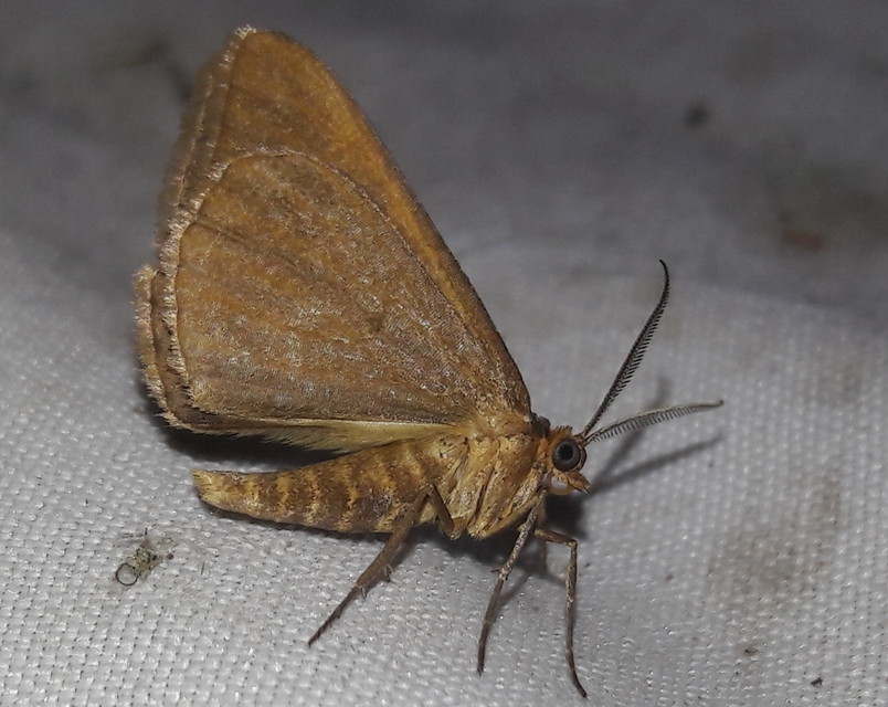 Tephrina arenacearia - lucerna-araszoló
