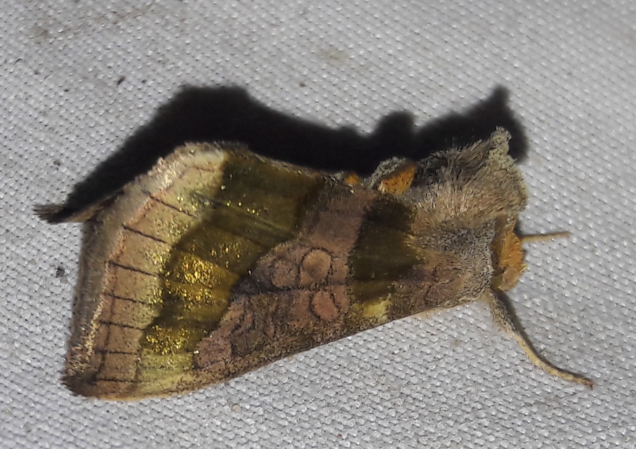 Diachrysia chrysitis - aranybagoly