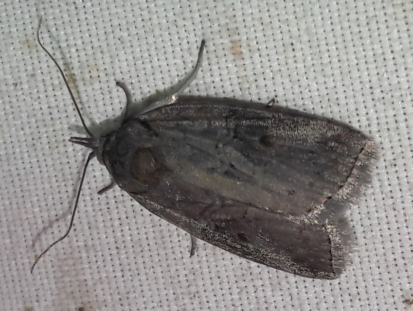 Nycteola asiatica - nyárfa-trapézbagoly