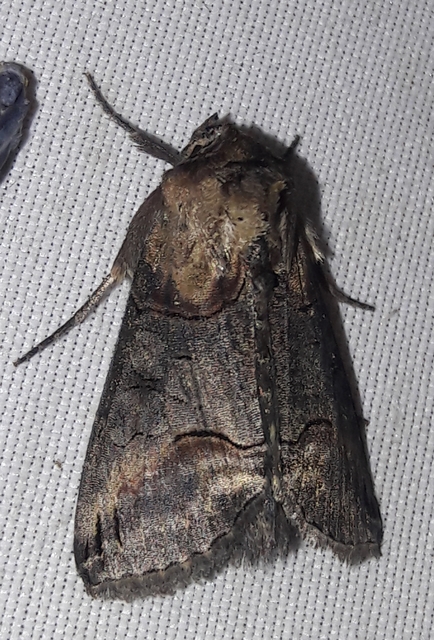 Abrostola triplasia - közönséges csalánbagoly