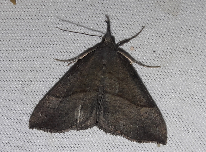 Hypena proboscidalis - ormányos karcsúbagoly